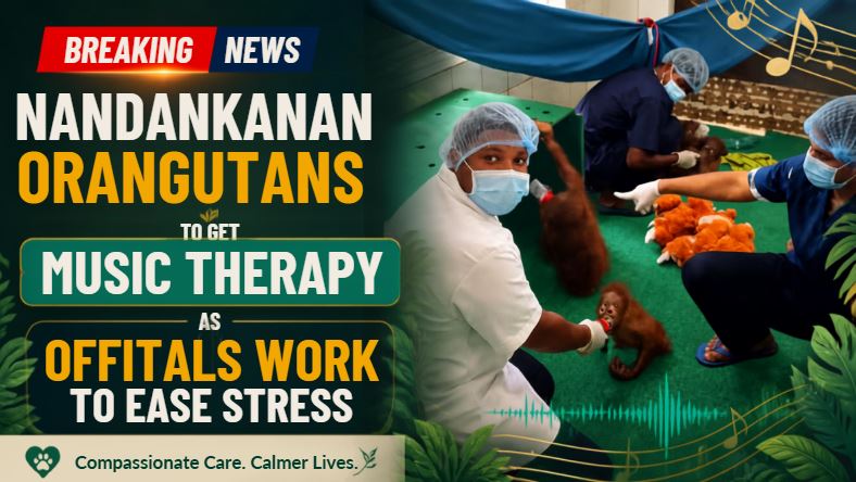Nandankanan Orangutans to Get Music Therapy as Officials Work to Ease Stress